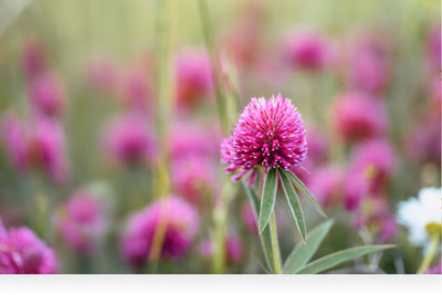 What is the Difference Between Plant Oestrogen in Red Clover Compared to Soy?